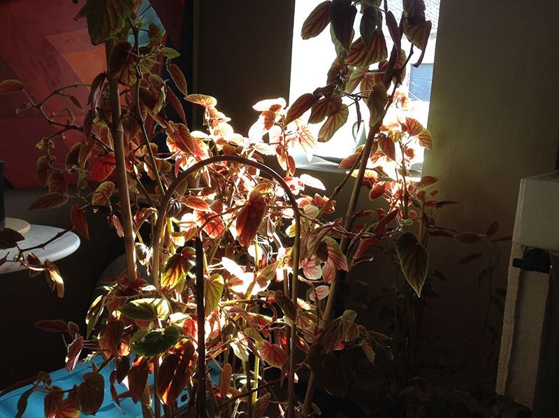 Atelier à Beyrines du 09 02 2019